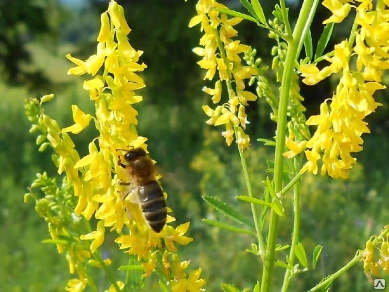 Донник жёлтый