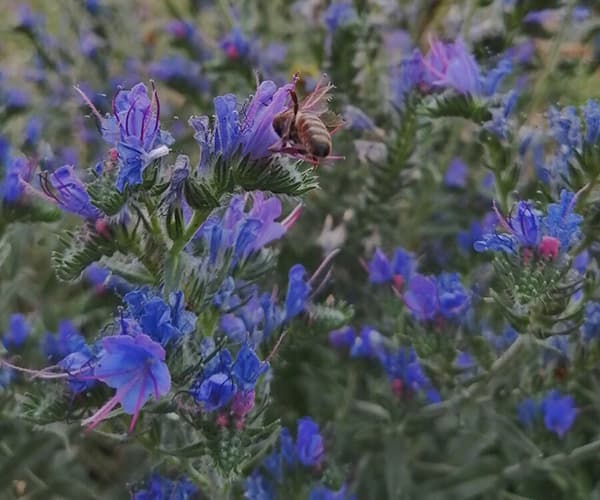 синяк медонос